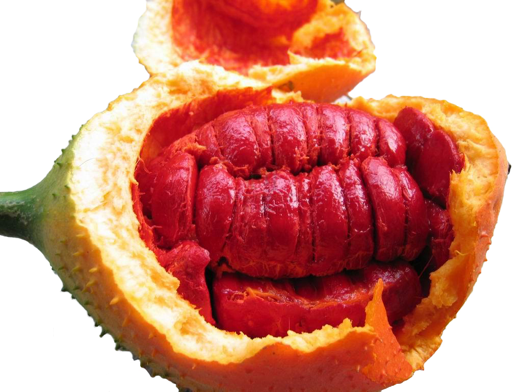 Tác dụng của quả gấc