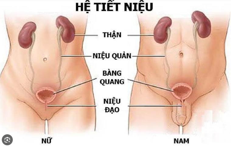 Tại Sao Bị Viêm Đường Tiết Niệu Nam Và Nữ