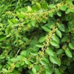 Dây thìa canh có tác dụng gì? Bài thuốc và lưu ý sử dụng