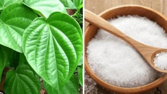 Lá Trầu Không và Muối Có Tác Dụng Gì