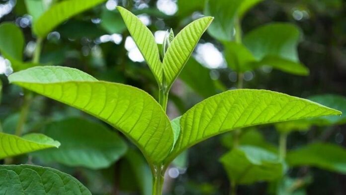 Tác Hại Của Lá Ổi
